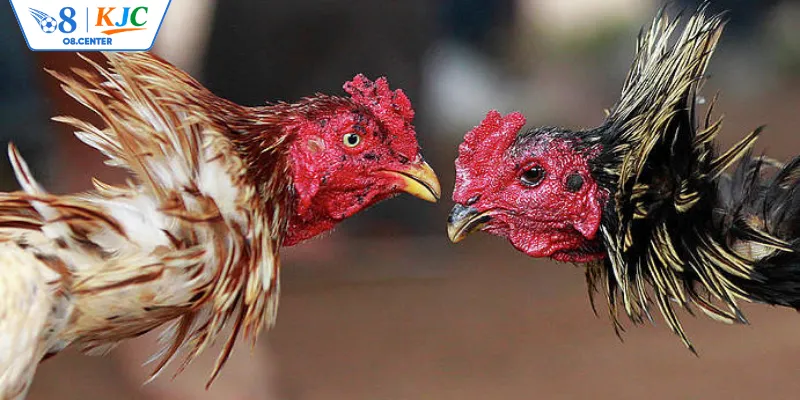 Các hình thức chơi đá gà phổ biến tại sảnh