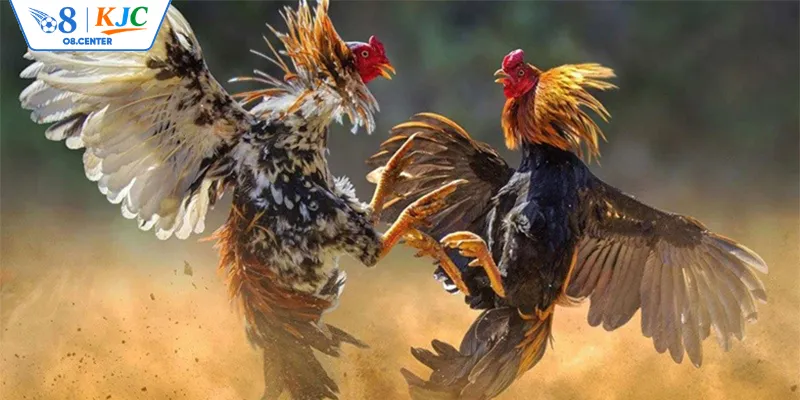 Các lý do sảnh đá gà được nhiều người quan tâm