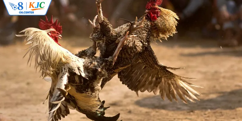 Giới thiệu sơ lược sảnh chơi đá gà