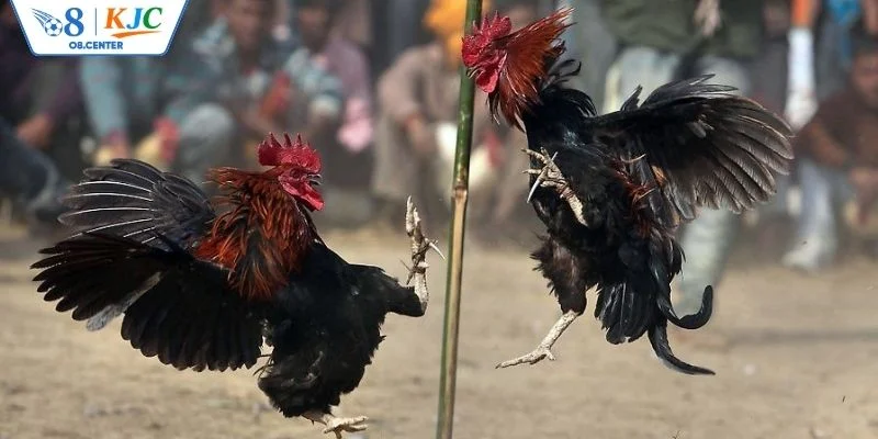 Giới thiệu vài nét về cá cược đá gà