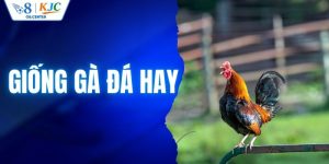 Giống Gà Đá Hay Được Săn Tìm Nhờ Lối Ra Đòn Khác Biệt