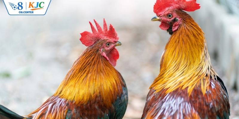 Giống gà đá hay được mọi người săn đón nhất hiện nay