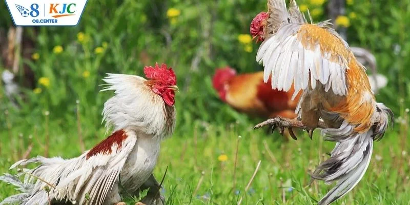 Kinh nghiệm cá cược đá gà bất bại từ chuyên gia