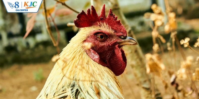 Lợi thế khi giống gà đá hay
