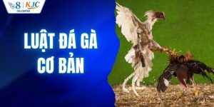 Tìm Hiểu Luật Đá Gà Cơ Bản Cần Nắm Trước Khi Tham Gia 