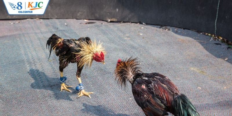 Lưu ý về luật đá gà cơ bản