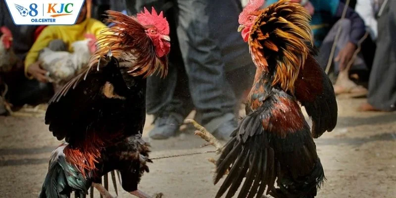 Quy định khi tham gia cá cược đá gà mới nhất 2026