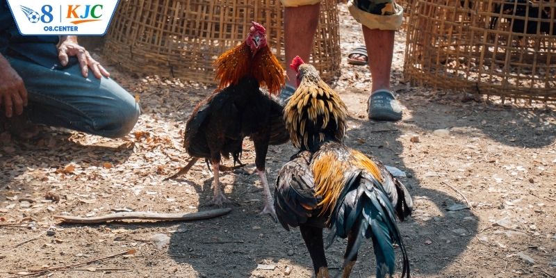 Tầm quan trọng của việc hiểu về luật đá gà