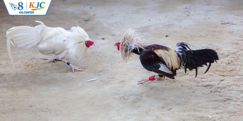 Tìm hiểu luật đá gà cơ bản nên biết