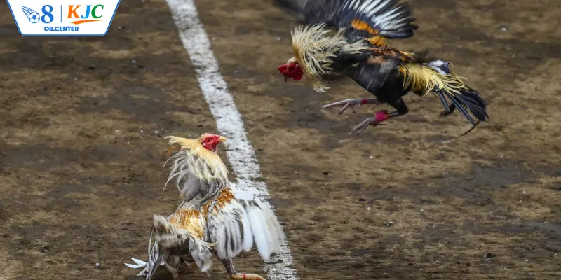 Tổng hợp những nhà phát hành đá gà